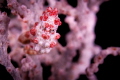   Pygmy seahorse.Taken Amed 2012. canon50d 60mm macro seahorse. seahorse 2012  